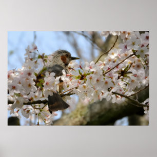 30x20 Cherry Blossom Birdie Jeju-do Photo Print