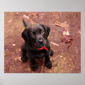 32 Week Old Black Lab Poster