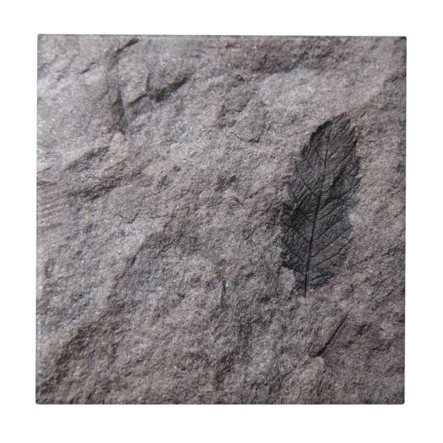 350 Million Yr. Old Plant Fossil Decorative Tile (Front)
