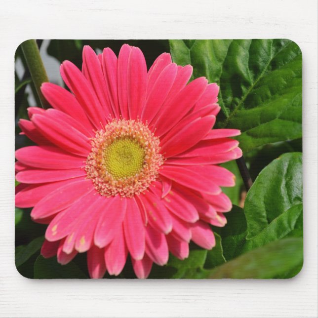 365flower Gerbera Daisies Mouse Pad (Front)