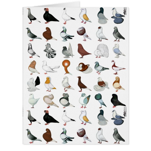 36 Pigeon Breeds (Front)