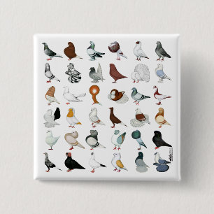 36 Pigeon Breeds 15 Cm Square Badge