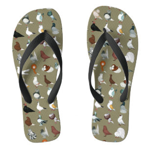 36 Pigeon Breeds Jandals