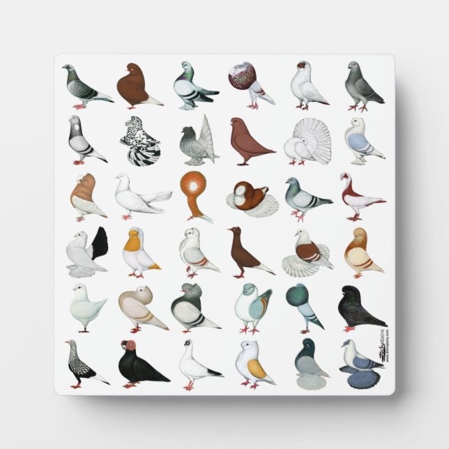 36 Pigeon Breeds Plaque (Front)