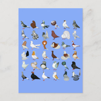 36 Pigeon Breeds Postcard