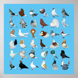 36 Pigeon Breeds Poster