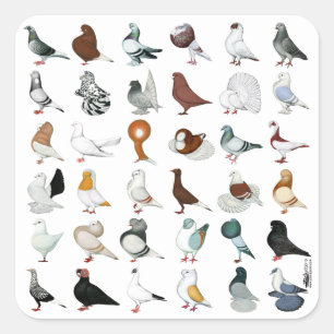 36 Pigeon Breeds Square Sticker