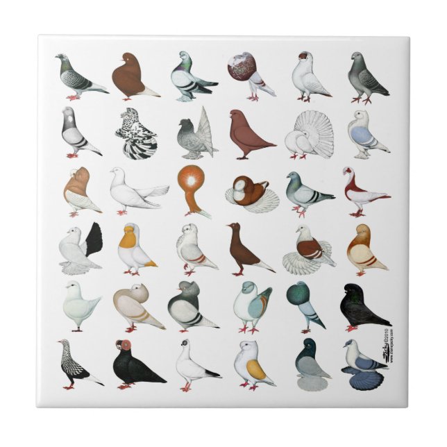 36 Pigeon Breeds Tile (Front)