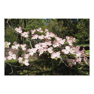 36"x24" Pink Dogwood Photo Print