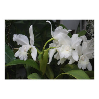 36"x24" White Orchids Photo Print