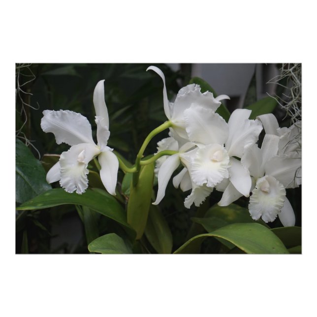 36"x24" White Orchids Photo Print (Front)