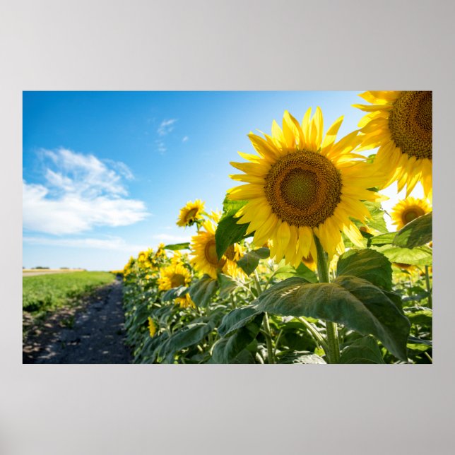 36x24 Wall Poster (Front)