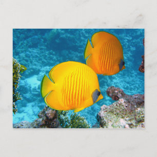 380037 fish fish exotic tropical yellow PHOTOGRAPH Postcard