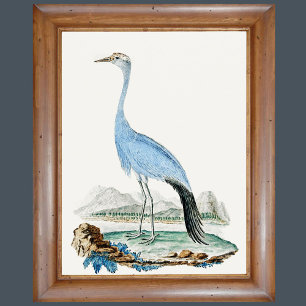 3 0f 6, Set of 6 18th Century Audubon Paintings Poster