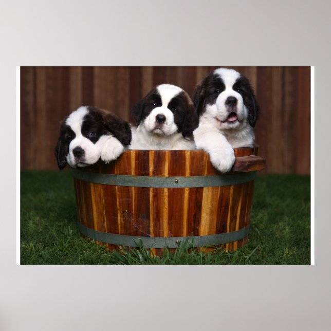 3 Adorable Saint Bernard Puppies in a Barrel Poster (Front)