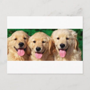 3 Amigos Postcard