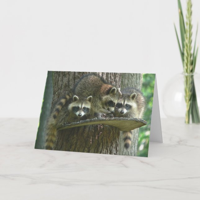 3 Baby Raccoons Card (Front)