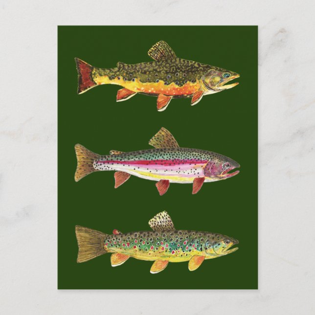 3 Beautiful Trout - Brook, Rainbow, Brown Postcard (Front)