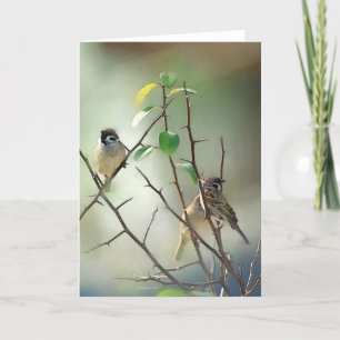 3-Birds Card