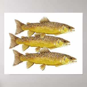 3 Brown trout Poster