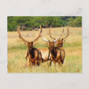 3 Bulls (Elk) Postcard