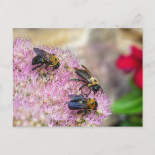 3 Bumblebees Postcard