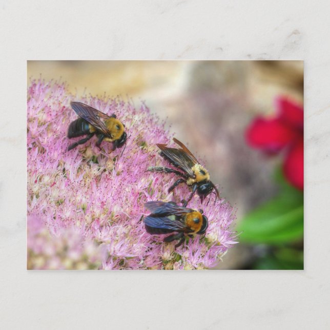 3 Bumblebees Postcard (Front)