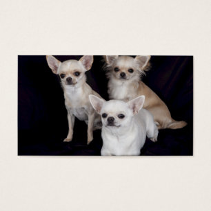 3 chihuahuas