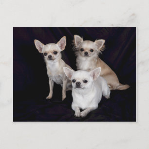 3 chihuahuas.png postcard