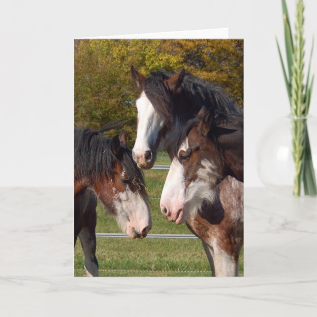 3 Clydesdale heads Card (Front)