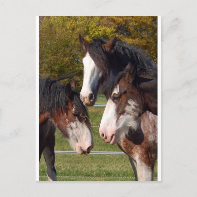 3 Clydesdale heads Postcard (Front)