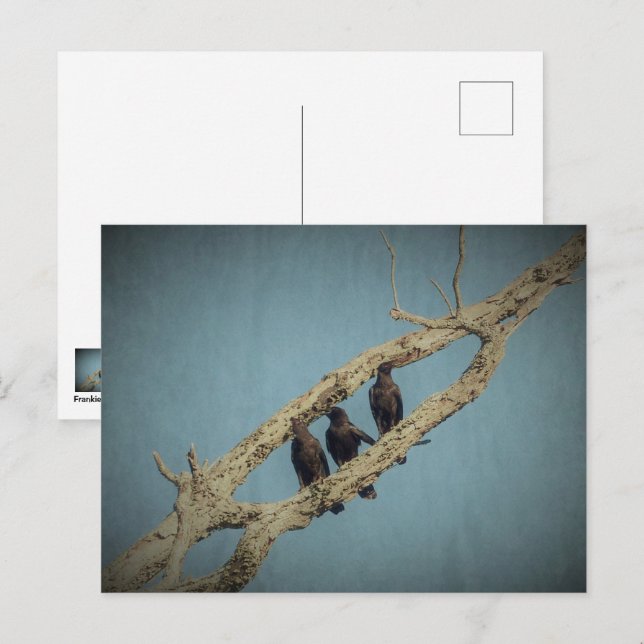 3 Crows Postcard (Front/Back)