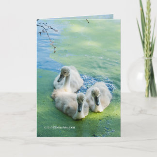 3 Cygnets in Algae Card