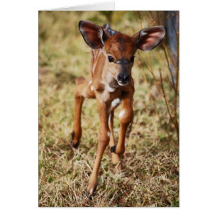 3 day old baby Nyala deer