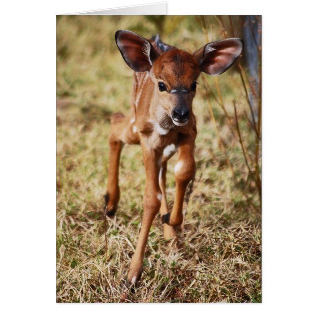3 day old baby Nyala deer (Front)