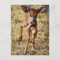 3 day old baby Nyala deer