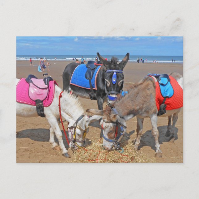 3 Donkeys Postcard (Front)