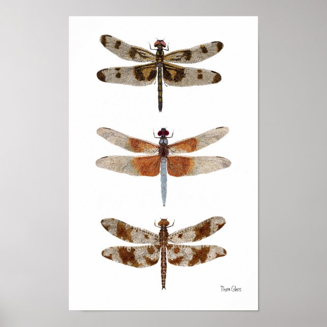 3 Dragonfly Species Art Poster (Front)