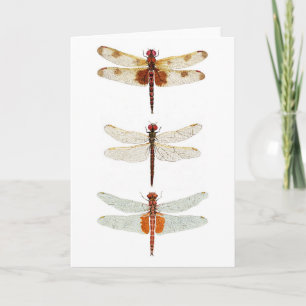 3 Dragonfly Species Notecard
