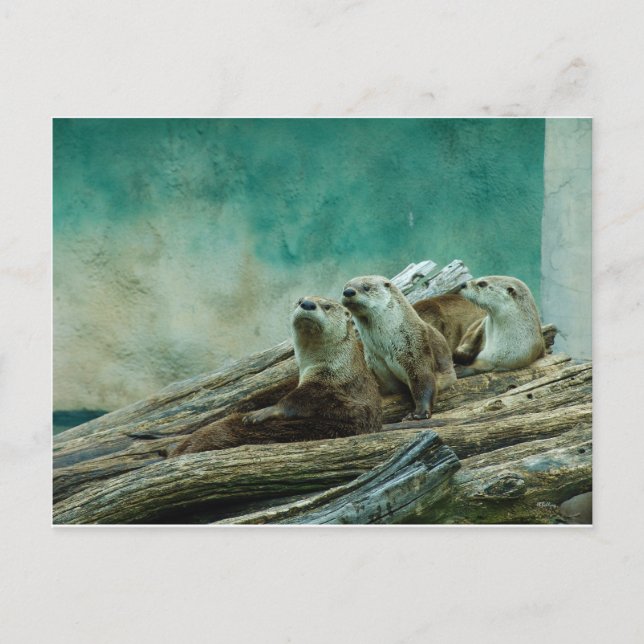 3 funny otters in a beautiful background of colour postcard (Front)