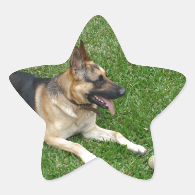3 german-shepherd-laying.png star sticker (Front)