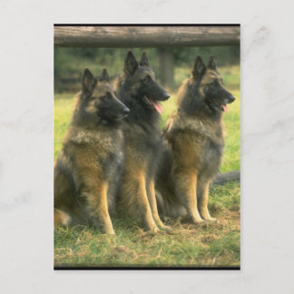 3-German Shepherds Postcard