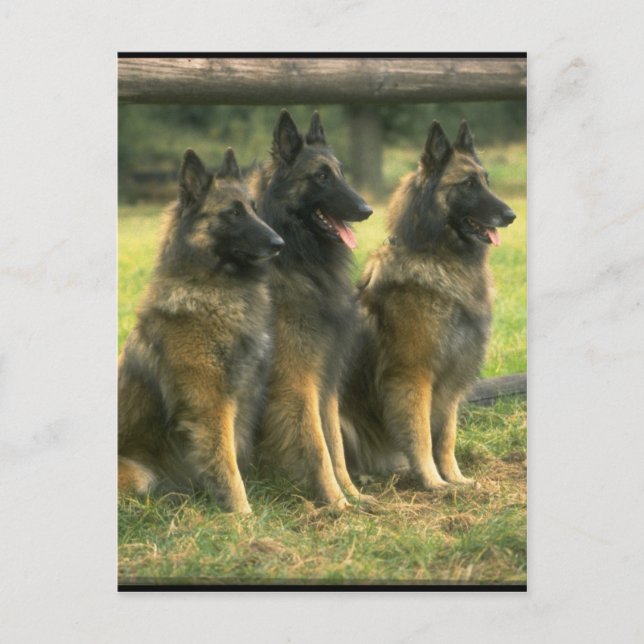 3-German Shepherds Postcard (Front)