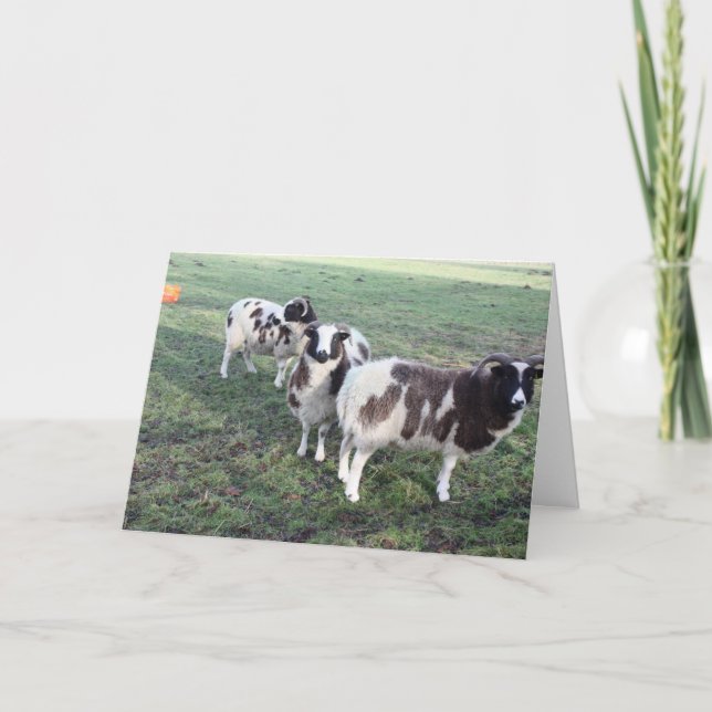 3 goats greeting card birthday (Front)