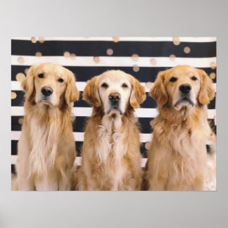 3 Golden Retrievers Poster