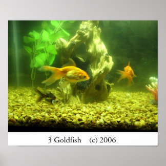 3 Goldfish Poster