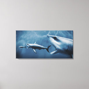 3 Great white sharks (Carcharodon carcharias) Canvas Print