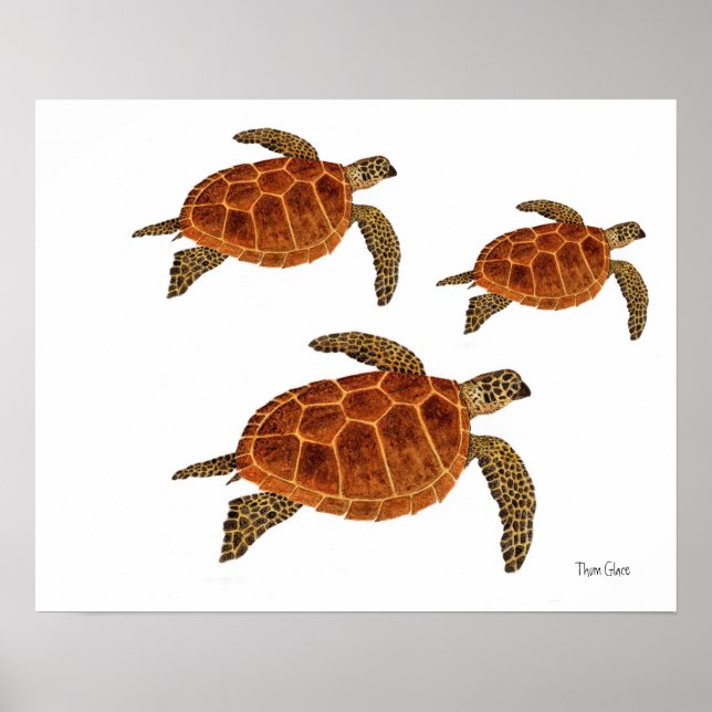 3 Hawksbill Turtles Poster (Front)