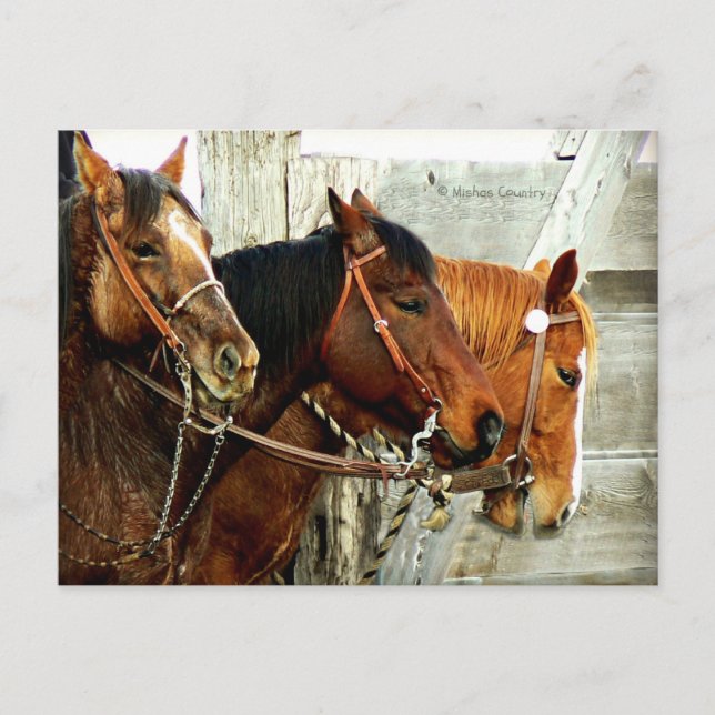 3 Horse Heads Postcard (Front)
