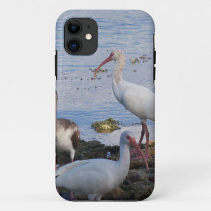 3 Ibis on the shore of Florida Bay Case-Mate iPhone Case